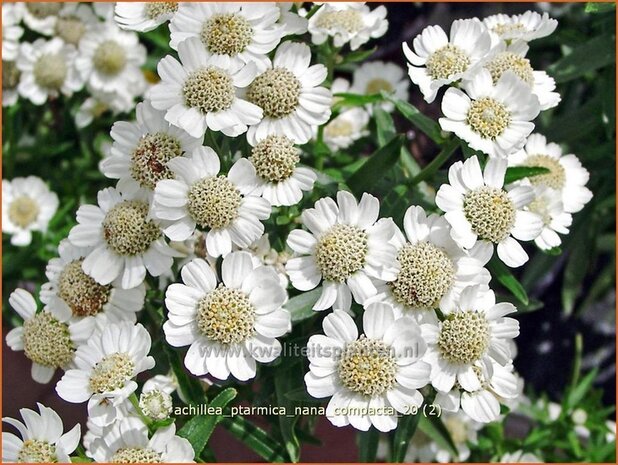 Achillea ptarmica 'Nana Compacta' | Duizendblad