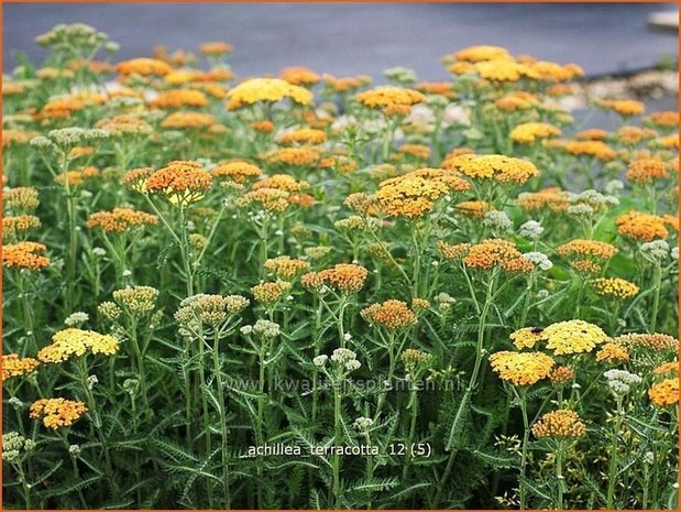 Achillea 'Terracotta' | Duizendblad | Garbe