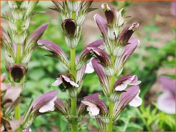 Acanthus hungaricus | Hongaarse berenklauw, Akant | Balkan-Bärenklau