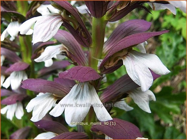 Acanthus mollis | Stekelige berenklauw