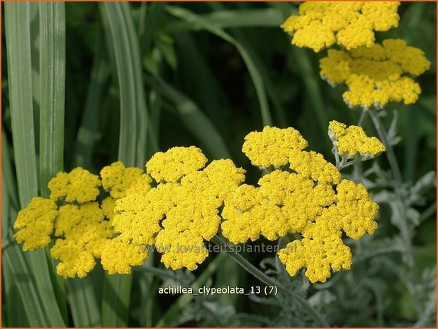 Achillea clypeolata | Duizendblad