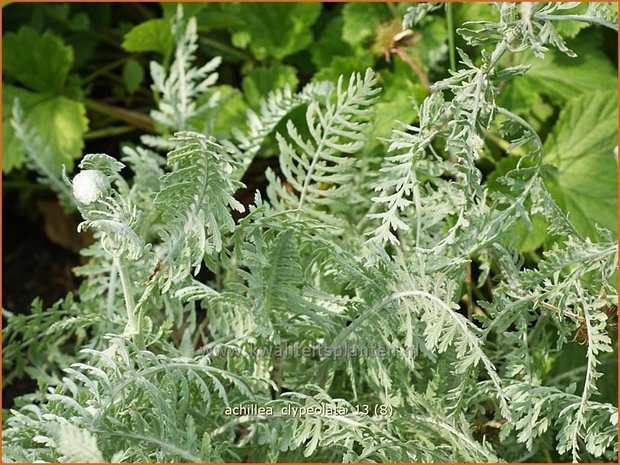 Achillea clypeolata | Duizendblad