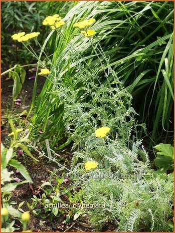 Achillea clypeolata | Duizendblad