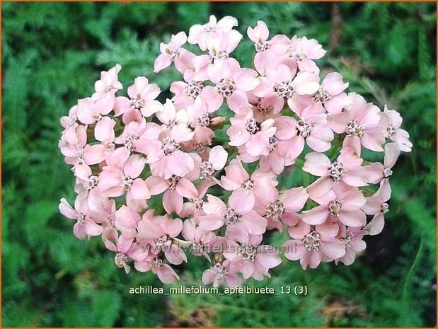 Achillea millefolium 'Apfelbluete' | Duizendblad