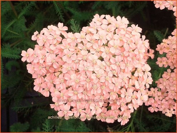 Achillea millefolium 'Lachsschoenheit' | Duizendblad