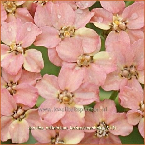 Achillea millefolium 'Lachsschoenheit' | Duizendblad
