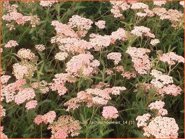 Achillea millefolium 'Lachsschoenheit' | Duizendblad