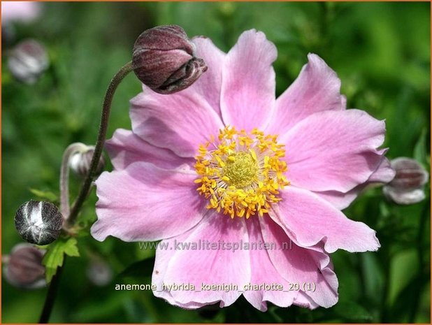 Anemone hybrida 'Koenigin Charlotte' | Anemoon, Herfstanemoon, Japanse anemoon