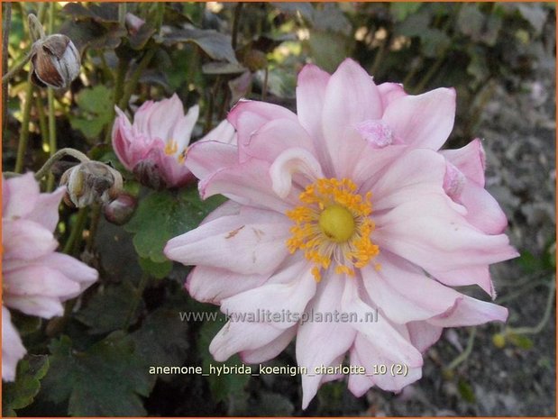 Anemone hybrida 'Koenigin Charlotte' | Anemoon, Herfstanemoon, Japanse anemoon