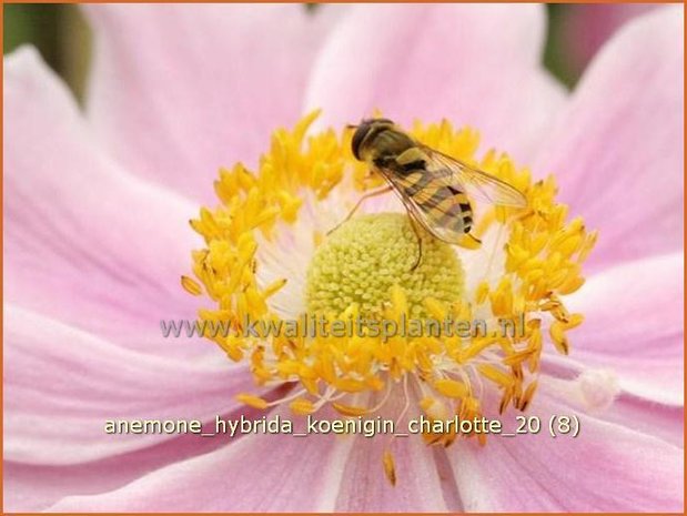 Anemone hybrida 'Koenigin Charlotte' | Anemoon, Herfstanemoon, Japanse anemoon