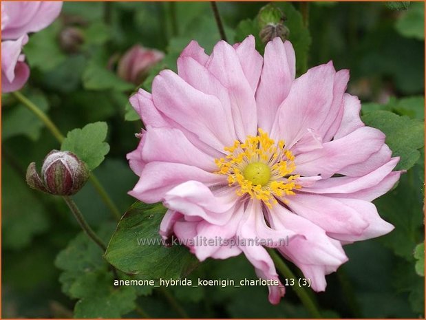 Anemone hybrida 'Koenigin Charlotte' | Anemoon, Herfstanemoon, Japanse anemoon