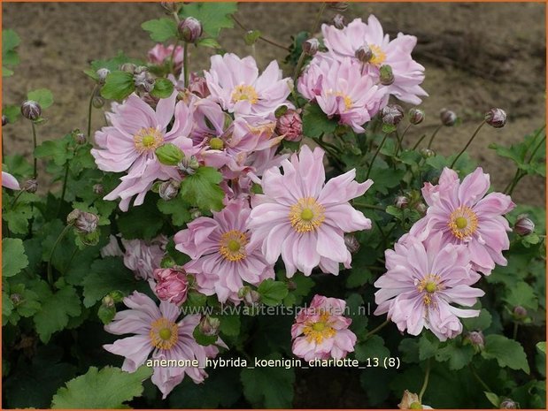 Anemone hybrida 'Koenigin Charlotte' | Anemoon, Herfstanemoon, Japanse anemoon