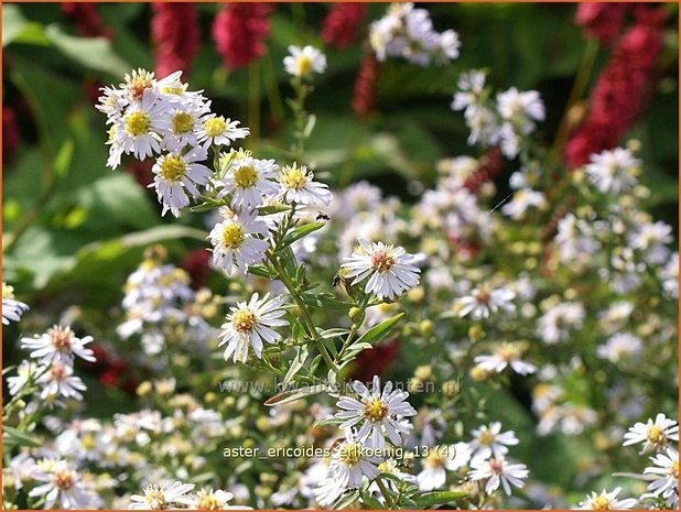 Aster ericoides 'Erlkoenig' | Aster, Heideaster