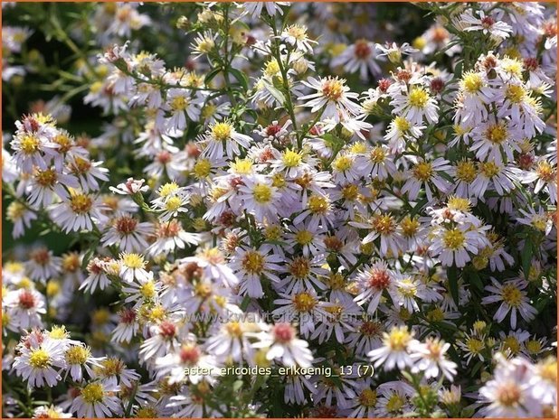 Aster ericoides 'Erlkoenig' | Aster, Heideaster