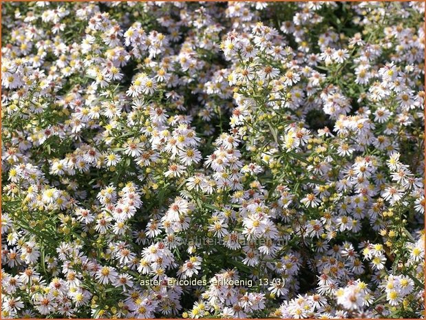 Aster ericoides 'Erlkoenig' | Aster, Heideaster