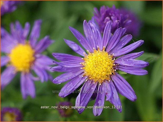 Aster novi-belgii 'Schoene von Dietlikon' | Aster