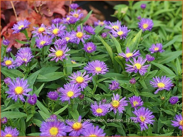 Aster novi-belgii 'Schoene von Dietlikon' | Aster