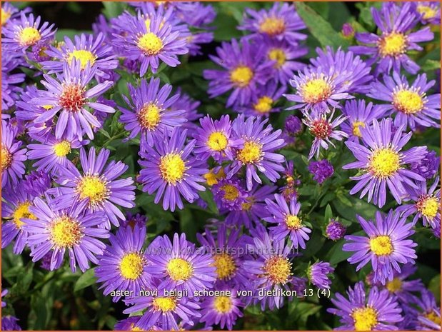 Aster novi-belgii 'Schoene von Dietlikon' | Aster