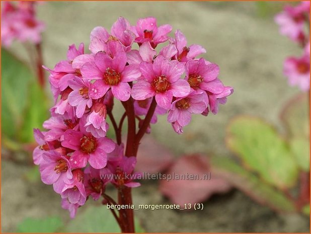 Bergenia 'Morgenroete' | Schoenlappersplant, Olifantsoren