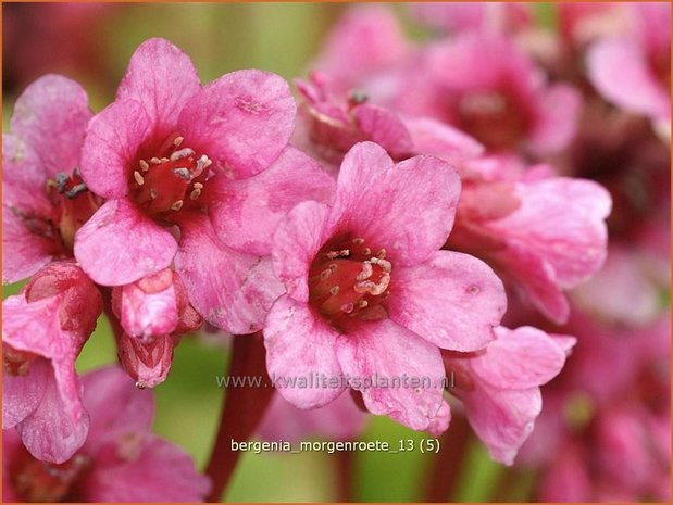 Bergenia 'Morgenroete' | Schoenlappersplant, Olifantsoren
