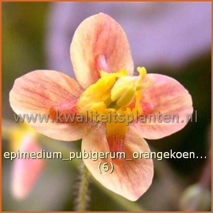 Epimedium pubigerum 'Orangekoenigin' | Elfenbloem