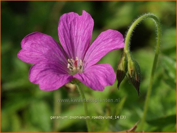 Geranium oxonianum 'Roedbylund' | Ooievaarsbek