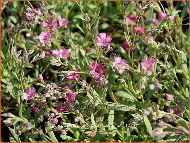 Gypsophila repens 'Rosa Schoenheit' | Gipskruid