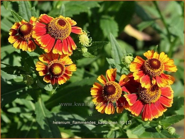 Helenium 'Flammendes Kaethchen' | Zonnekruid