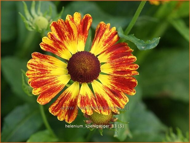 Helenium 'Koenigstiger' | Zonnekruid