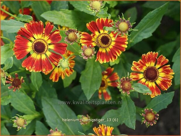 Helenium 'Koenigstiger' | Zonnekruid