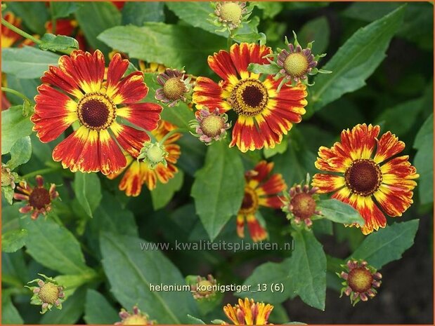 Helenium 'Koenigstiger' | Zonnekruid