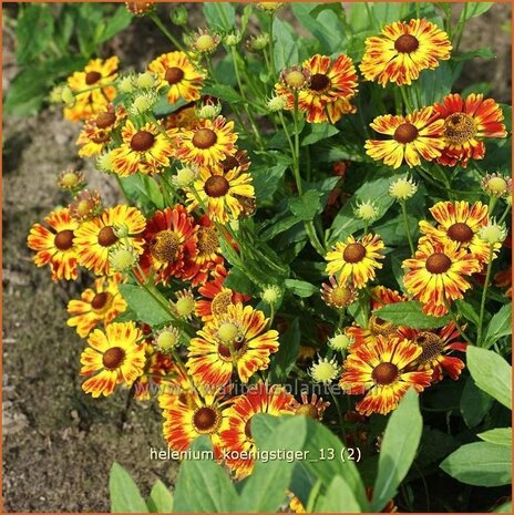 Helenium 'Koenigstiger' | Zonnekruid