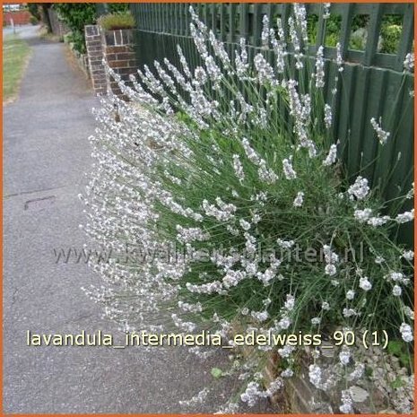 Lavandula intermedia 'Edelweiss' | Lavandin, Lavendel