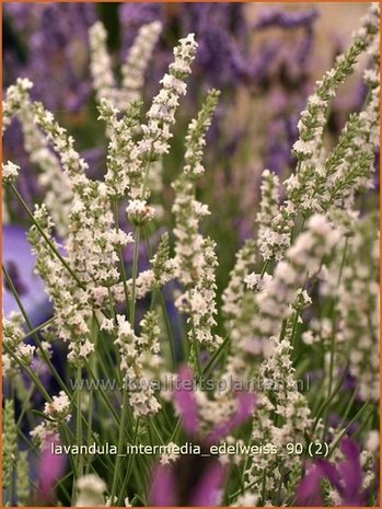 Lavandula intermedia 'Edelweiss' | Lavandin, Lavendel