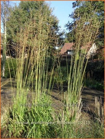 Molinia arundinacea 'Windsauele' | Pijpestrootje, Pijpenstrootje