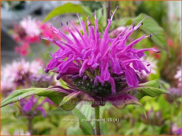 Monarda 'Praerienacht' | Bergamotplant, Indianennetel