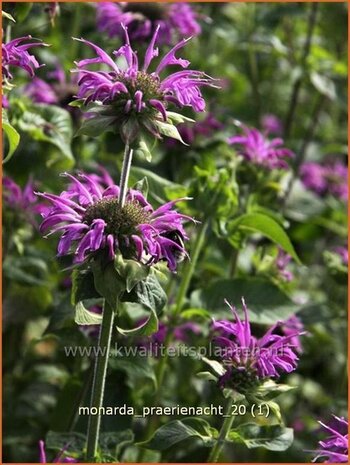 Monarda 'Praerienacht' | Bergamotplant