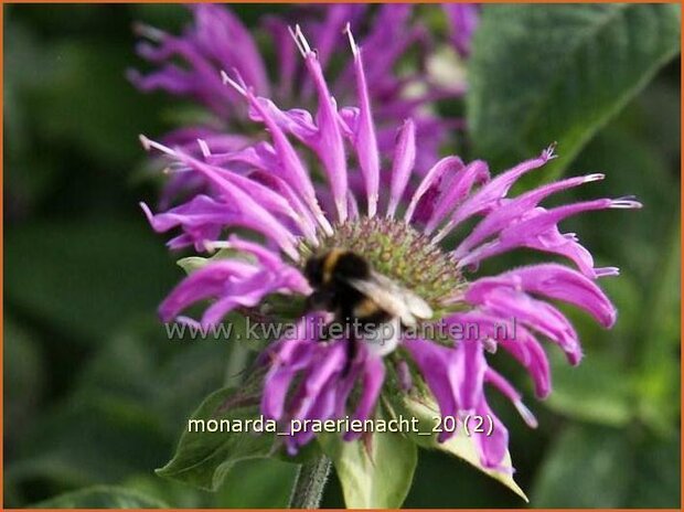 Monarda 'Praerienacht' | Bergamotplant