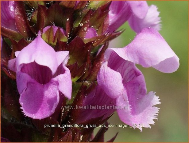 Prunella grandiflora 'Gruss aus Isernhagen' | Brunel, Bijenkorfje