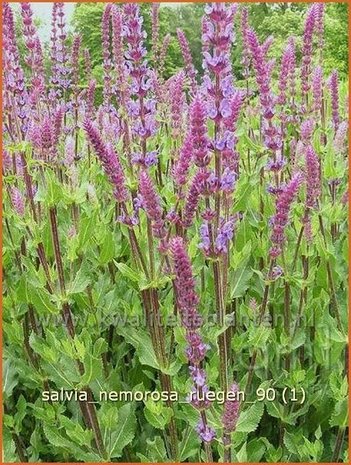 Salvia nemorosa 'Ruegen' | Salie, Salvia