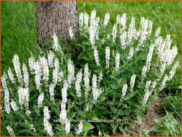 Salvia nemorosa &#39;Schneehügel&#39; | Bossalie, Salie, Salvia | Steppensalbei