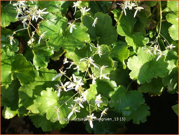 Saxifraga cortusifolia 'Maigruen' | Steenbreek