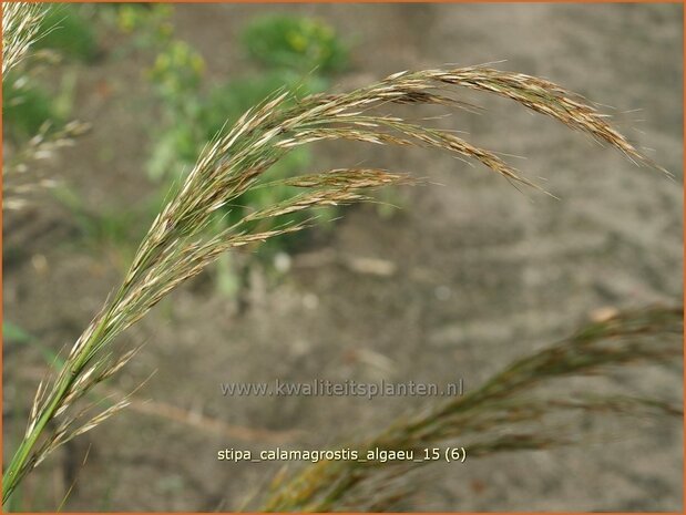 Stipa calamagrostis 'Algaeu' | Vedergras