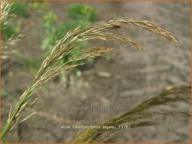Stipa calamagrostis 'Algaeu' | Vedergras