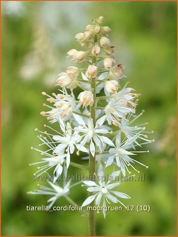 Tiarella cordifolia 'Moorgruen' | Schuimbloem, Perzische muts