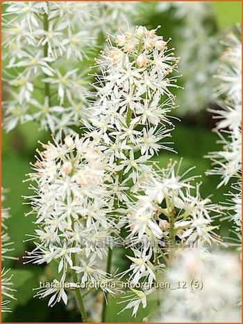 Tiarella cordifolia 'Moorgruen' | Schuimbloem, Perzische muts