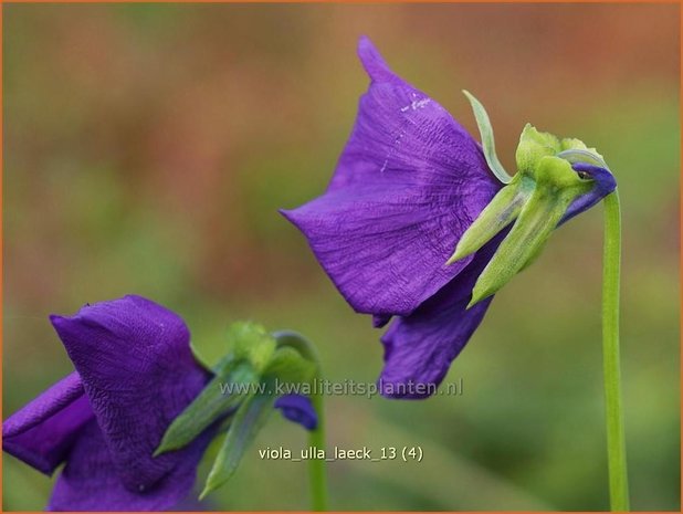 Viola cornuta 'Ulla Laeck' | Hoornviooltje