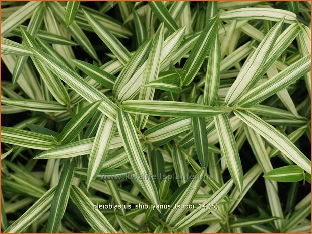 Pleioblastus chino 'Tsuboi' | Bamboe