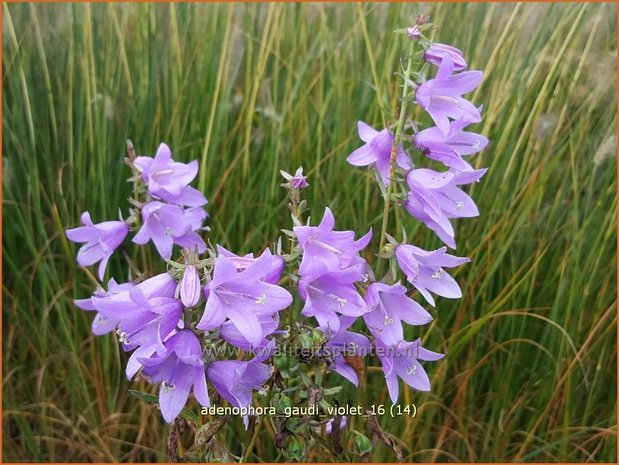 Adenophora 'Gaudi Violet' | Bekerklokje, Vrouwenklokje | Becherglocke