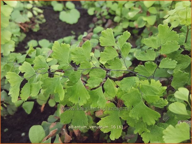 Adiantum venustum | Venushaar, Hoefijzervaren, Vrouwenhaar | Himalaya-Venushaarfarn